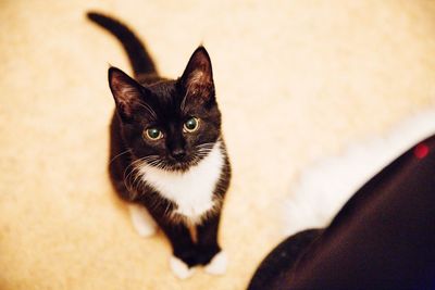 High angle view of cat sitting