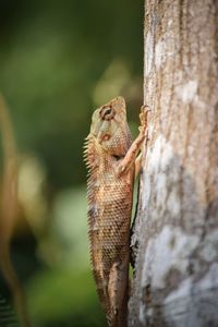 Close-up of lizard on tree trunk