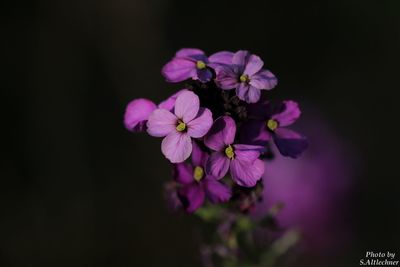 Close-up of pink flowers