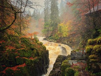 Scenic view of stream in forest during autumn