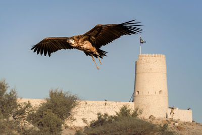 Low angle view of bird flying against the sky