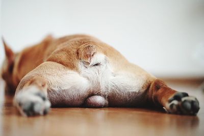 Close-up of dog relaxing on floor at home