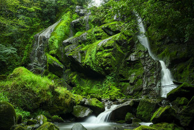 Scenic view of waterfall in forest