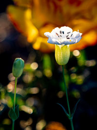 Close-up of white flowering plant