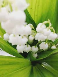 Close-up of white flowers