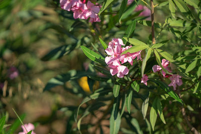 Close-up of pink flowering plant