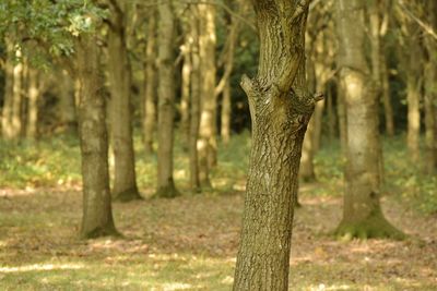 Tree trunk in forest
