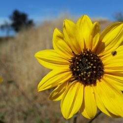 Close-up of sunflower