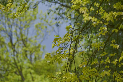 Close-up of yellow flowering plant leaves