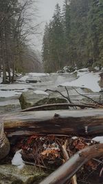 Scenic view of frozen lake in forest during winter