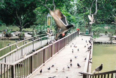 Birds flying over the lake