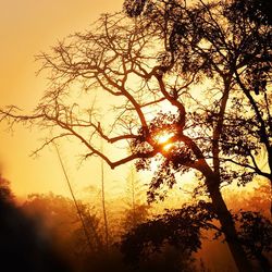 Sun shining through trees