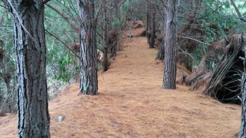 Trees in forest