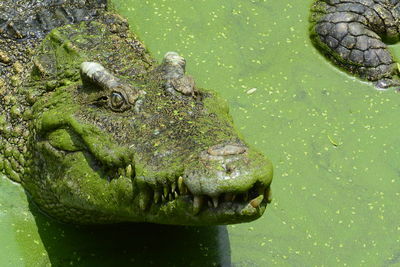 High angle view of crocodile with algae in lake