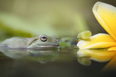 The australian green tree frog or dumpy tree frog, with natural and colorful background.