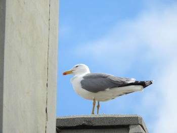 Close-up of seagull perching on wooden post