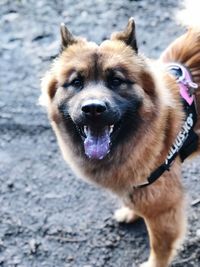 Close-up portrait of dog