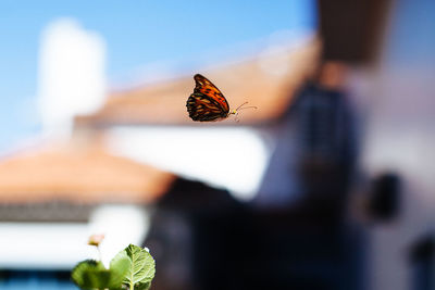 Close-up of butterfly perching on leaf against sky