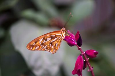 Close-up of butterfly pollinating on flower