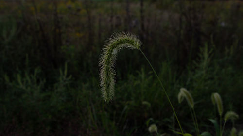 Close-up of fresh flower on field