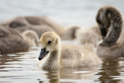 Close up of young bird in lake