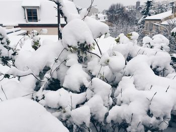 Snow covered plants and trees on field