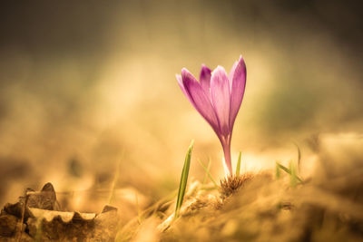 Close-up of pink flowers blooming in field