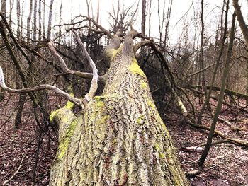 Close-up of bare tree