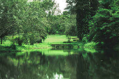 Scenic view of lake amidst trees in forest