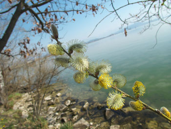 Close-up of flowering plant