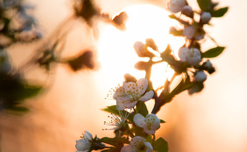 Close-up of cherry blossoms in spring