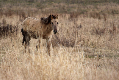 Lion in grass