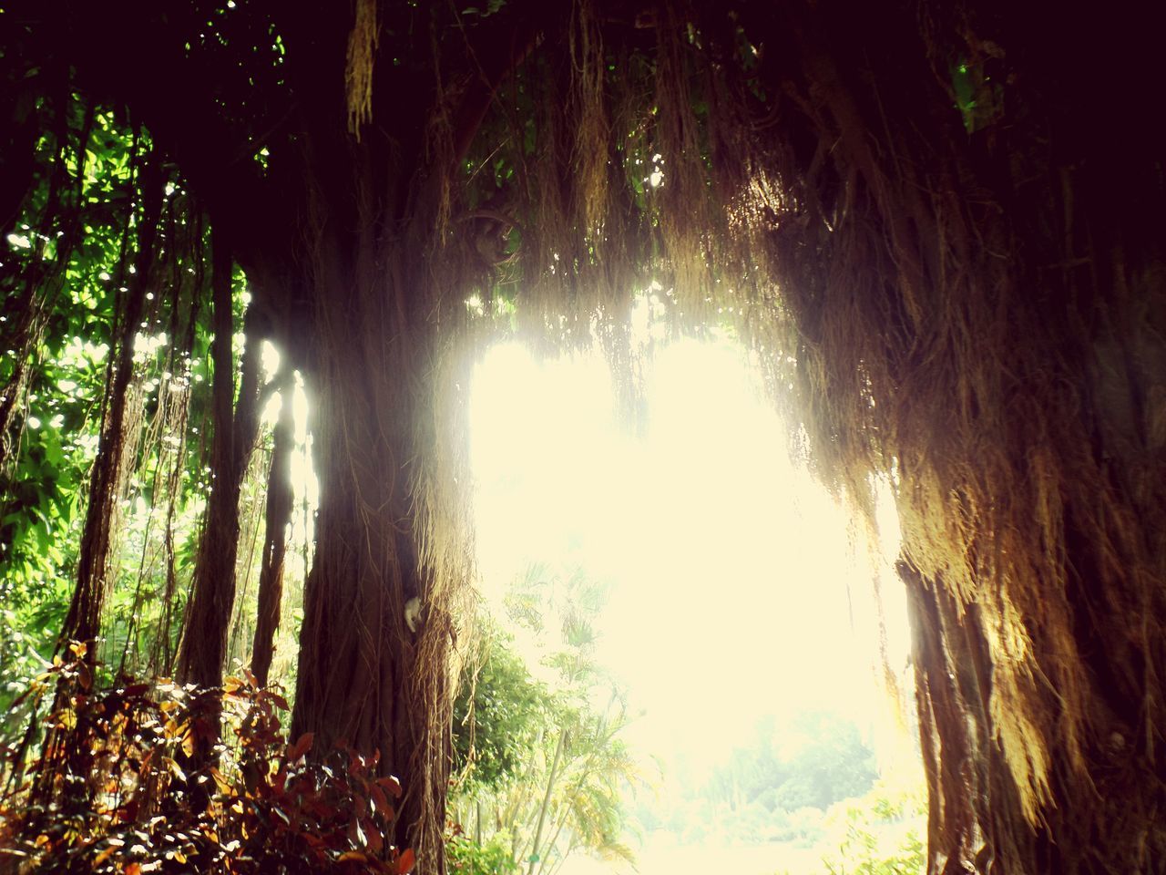 tree, tree trunk, forest, growth, tranquility, woodland, sunlight, nature, sunbeam, tranquil scene, beauty in nature, scenics, shadow, landscape, day, branch, lens flare, outdoors, field, non-urban scene