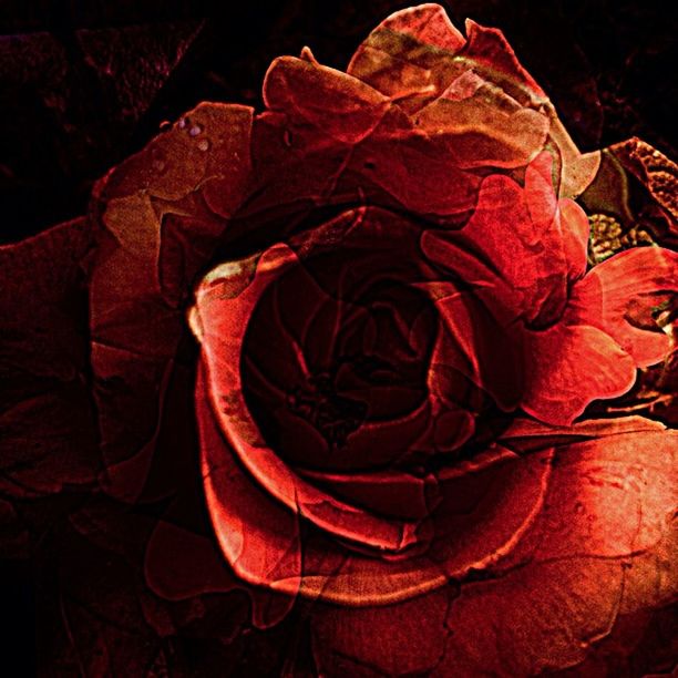 close-up, rose - flower, beauty in nature, petal, nature, natural pattern, red, flower, no people, indoors, rose, fragility, black background, high angle view, auto post production filter, studio shot, pattern, backgrounds, full frame, softness