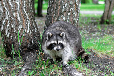 animal