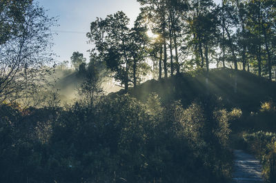 Trees in forest against sky