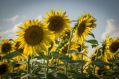 Close-up of sunflower on field against sky