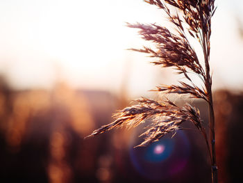 Close-up of plant against sky during sunset