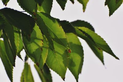 Low angle view of leaves against white background