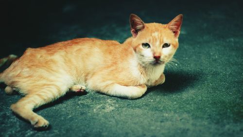 Portrait of cat sitting on floor