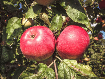 Close-up of apple on tree