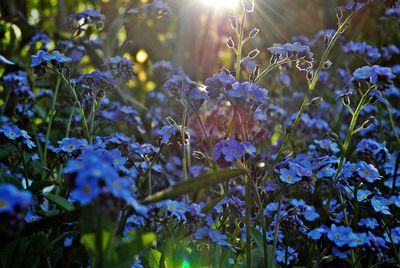 Close-up of flowers blooming outdoors