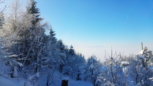 Trees against clear blue sky during winter