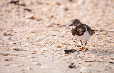 Nesting ruddy turnstone wading bird arenaria interpres along the shoreline of barefoot beach