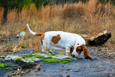 Basset hound adventures