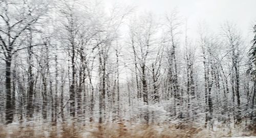 Trees in forest during winter