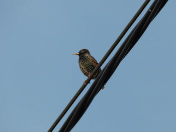 Low angle view of bird perching against clear blue sky