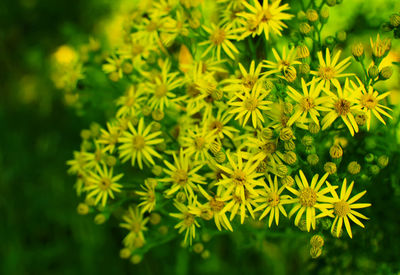 Close-up of flowers against blurred background