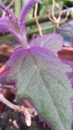 Close-up of purple flowers