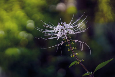 Close-up of spider web on plant